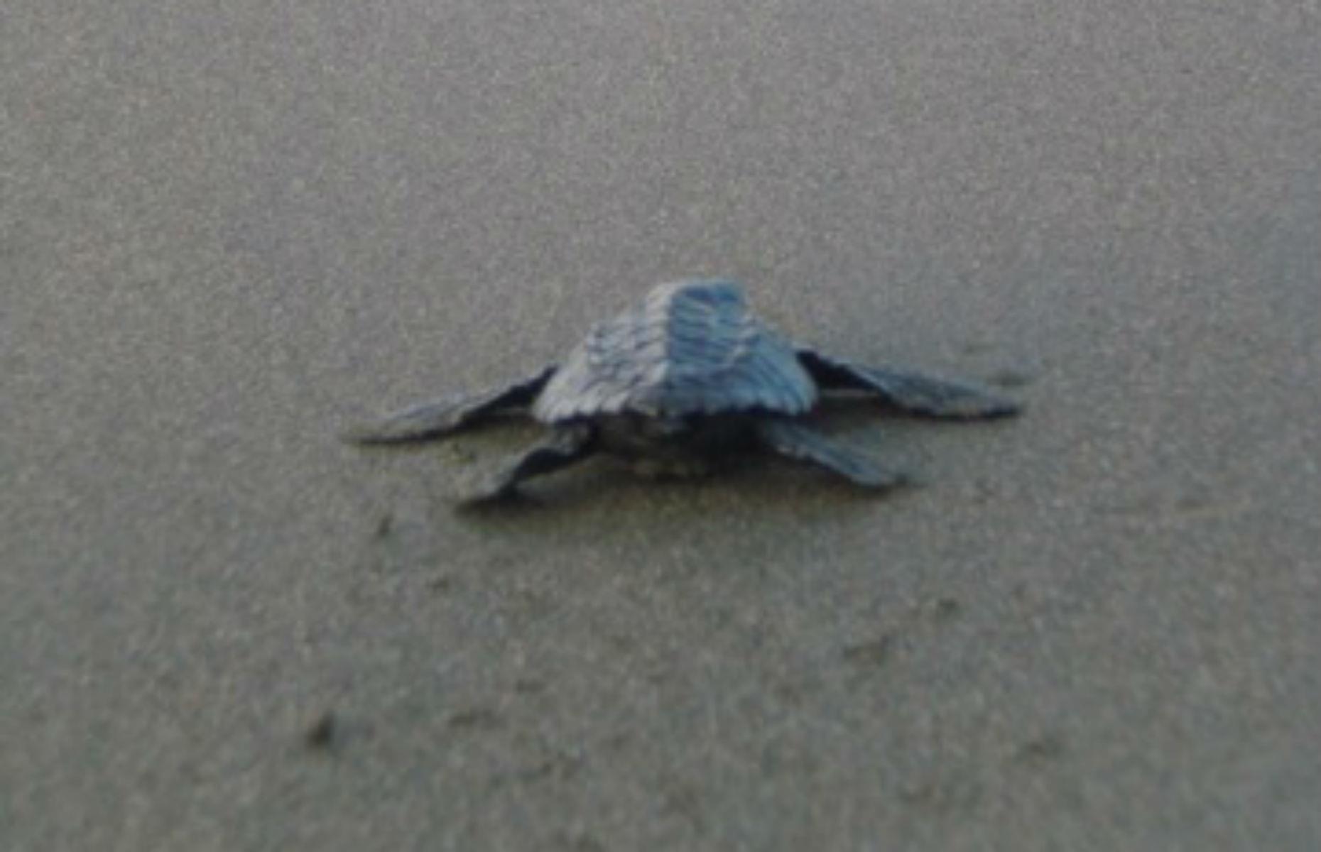 Turtle conservation, Costa Rica